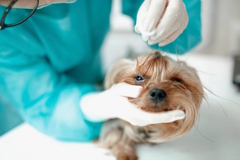 A veterinarian gently grooming a dog during an examination