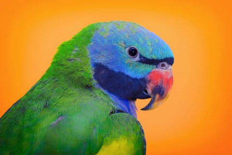 Lord Derbys Parakeet over the Yellow Background Varna
