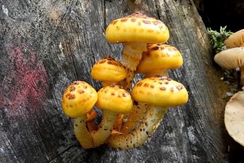 Goldfell-Schüppling (Pholiota aurivella, Pholiota cerifera), Lower Franconia, Bavaria, Germany,