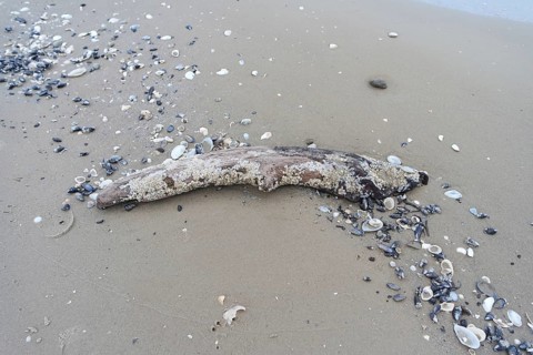 Flotsam on the beach