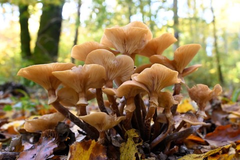 Honey fungus, Armillaria polymyces, coniferous honey fungus, brown honey fungus, halli marsh