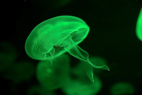 Moon jellyfish (Aurelia aurita) in a tank of the Bang Saen Aquarium, Chonburi Province, Thailand,