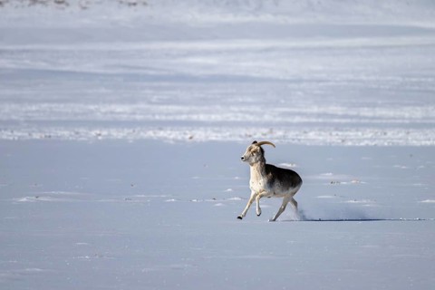 Marco Polo sheep (Ovis ammon polii), Pamir-Argali, Pamir wild sheep, female, Pamir plateau,