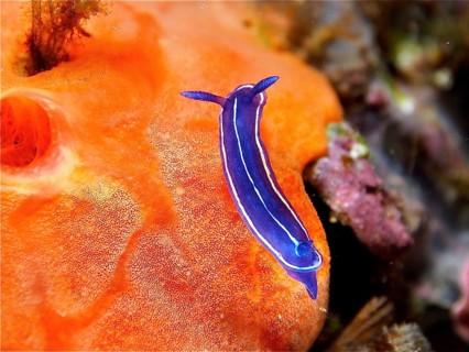 Blue nudibranch, magnificent star snail (Felimare tricolor), on Orange upholstery sponge (Reniera