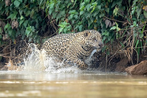 Jaguar (Panthera onca), jumping through the water, North Pantanal, Barão de Melgaço, Joselândia,