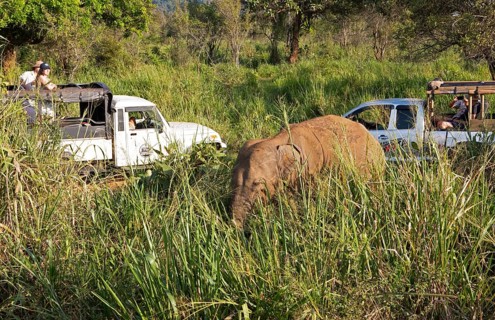 Sri Lanka Elephant or Ceylon Elephant (Elephas maximus maximus) and safari jeeps, Hurulu Eco-Park