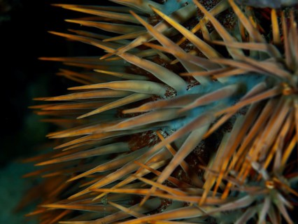 Close-up of the long, pointed spines of a starfish, crown-of-thorns starfish (Acanthaster planci),