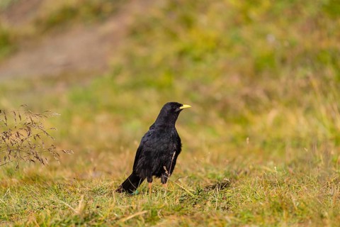 One young Alpine chough or yellow-billed chough (Pyrrhocorax graculus) stands on grass in the