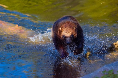 One wolverine (Gulo gulo) runs along a log lying in the water