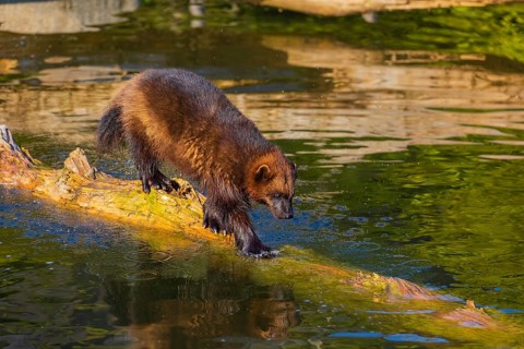 One wolverine (Gulo gulo) runs along a log lying in the water