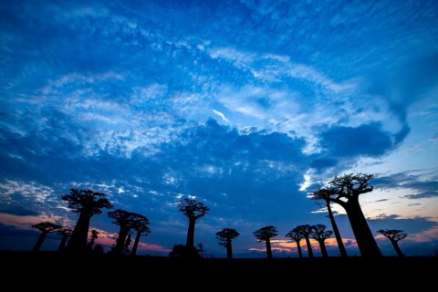 Baobabs (Adansonia) at sunset, Bemanonga, Menabe, Madagascar, Africa