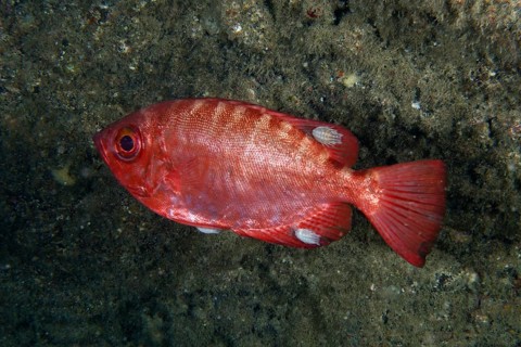Red bigeye perch glass eye (Heteropriacanthus cruentatus) with several fish isopods (Anilocra),
