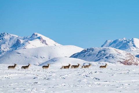 Marco Polo sheep (Ovis ammon polii) in snowy habitat, Pamir-Argali, Pamir wild sheep, Pamir