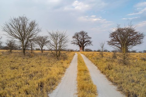 Road, track between yellow dry grass leads to baobabs, Nxai Pan National Park, Botswana, Africa