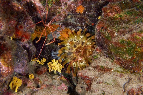 A reef with club anemone (Telmatactis cricoides), a crab and other marine life in a rich underwater