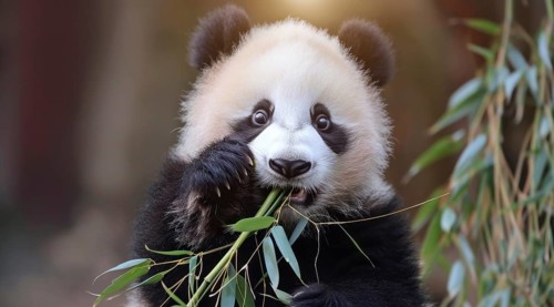 Cute giant panda eats bamboo in its natural habitat., AI generated