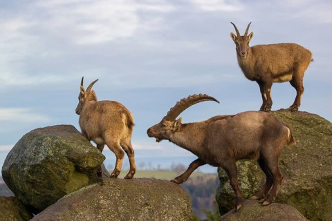Two ibex (Capra ibex), a male and a female, stand on a rock. The male shows some flehming and