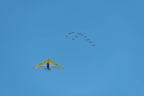 Microlight aircraft with birds, Canada goose (Branta canadensis) following a paramotor. Bas rhin