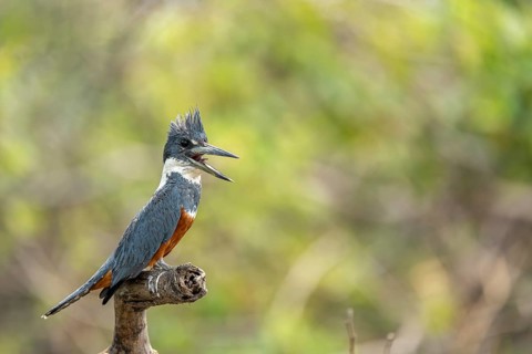 Red-breasted Kingfisher (Megaceryle torquata), with open beak, sitting on a branch, North Pantanal,