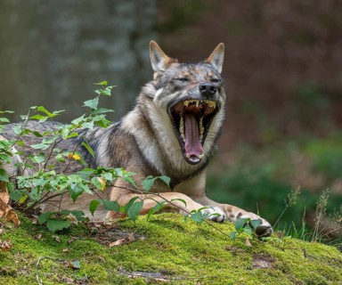 Wolf (Canis lupus) lying on a moss-covered rock and yawning, teeth visible captive, Bavarian Forest