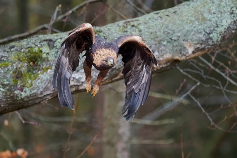 Golden eagle in flight (Aquila chrysaetos) Bavaria, Germany, Europe