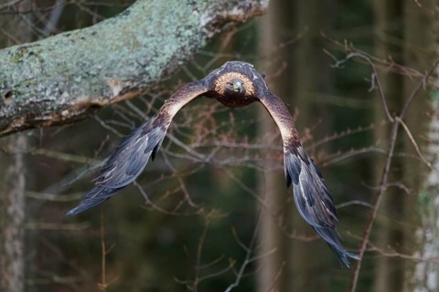 Golden eagle in flight (Aquila chrysaetos) Bavaria, Germany, Europe