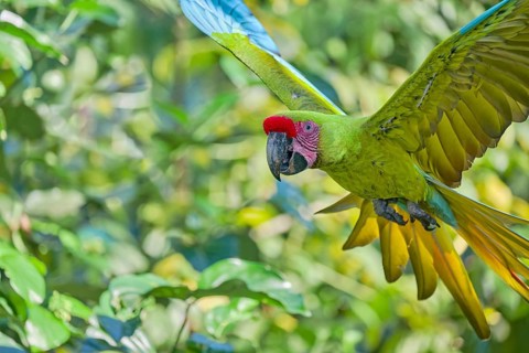 Great green macaw in flight (Ara ambiguus) Costa Rica