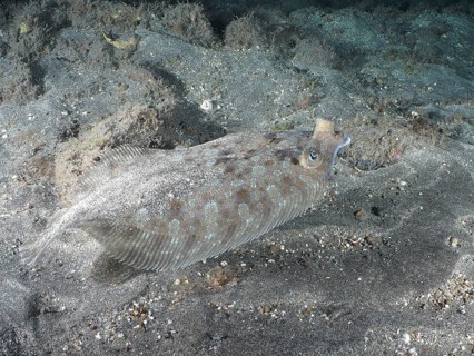 A well camouflaged wide-eyed turbot (Bothus podas maderensis) resting on the sandy seabed, Playa