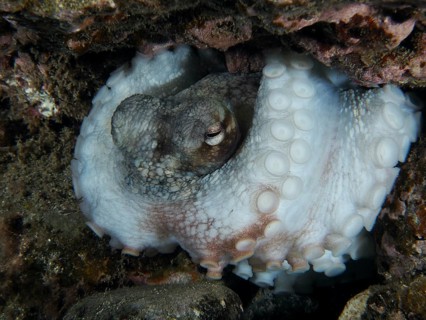An octopus, Common Octopus (Octopus vulgaris), rests in the reef at night. The suction cups are