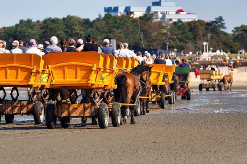 Horse-drawn carriages with a group of tourists at low tide on the way back from the island of