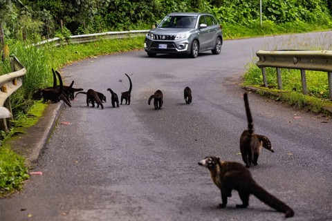 Group of coatis (Nasua narica) on the road in front of a car, Mammals (Mammalia), Costa Rica,