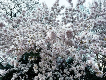 Cherry plum, myrobalan, myrobalan tree, cherry plum tree, Turkish plum (Prunus cerasifera)
