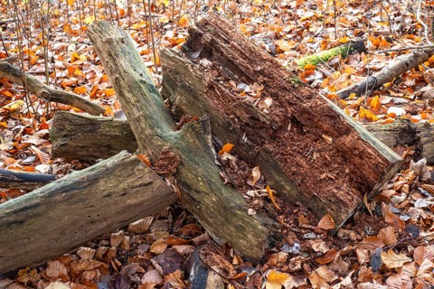 Dead trees and branches are full of life and contribute to biological diversity in nature. Ystad,
