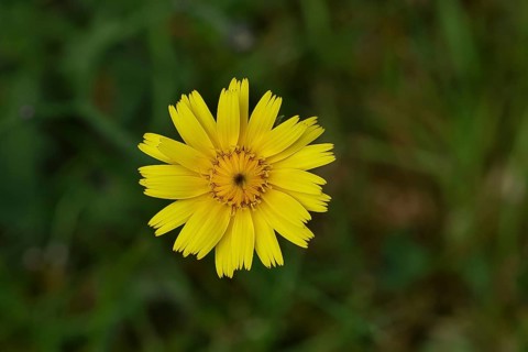 Mouse-ear hawkweed, also known as Lesser mouse-eared hawkweed or long-haired hawkweed (Hieracium