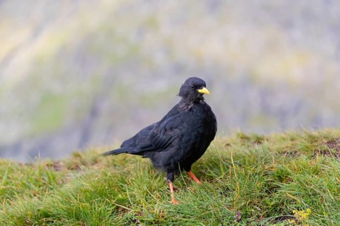 One young Alpine chough or yellow-billed chough (Pyrrhocorax graculus) stands on grass in the