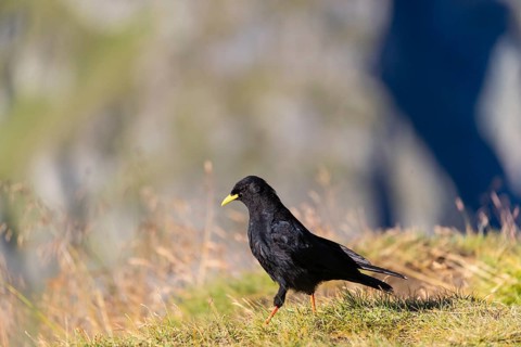 One young Alpine chough or yellow-billed chough (Pyrrhocorax graculus) stands on grass in the