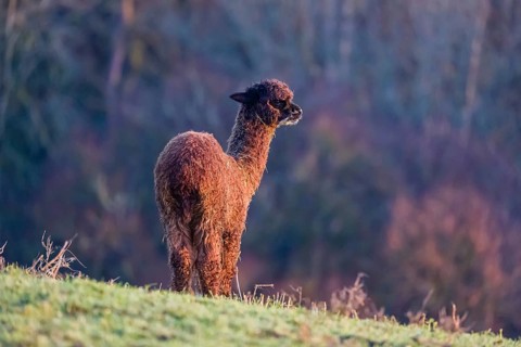 A young brown Alpaca (Vicugna pacos) stands on a green meadow . A forest is in the distant