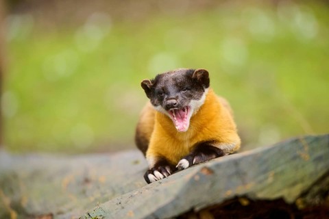 Yellow-throated marten (Martes flavigula) on an old tree trunk, Germany, Europe