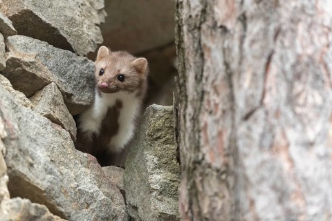 One beech marten running between the stones of a ruin of an ancient castle looking for food
