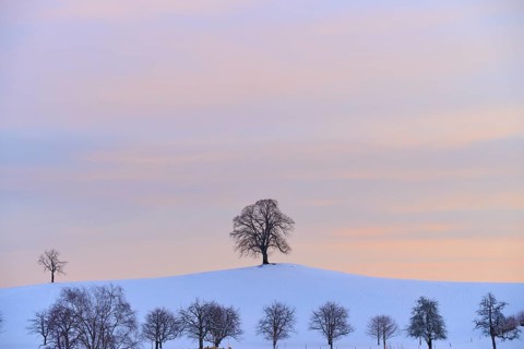 Two trees on a snow-covered hill creating a peaceful and serene atmosphere, Menzingen, Zug, Canton
