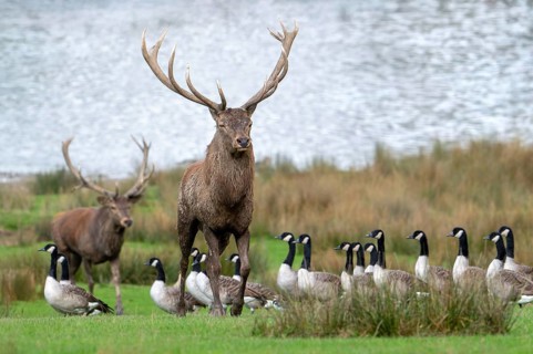 Red deer (Cervus elaphus) stags with big antlers walking on lake shore with geese during rut in