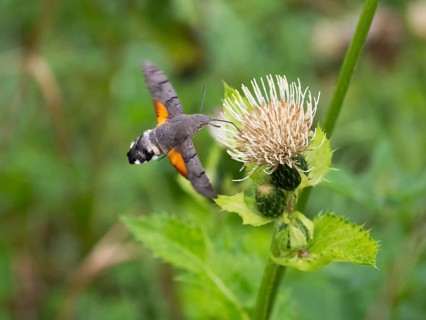 Hummingbird Hawk Moth (Macroglossum stellatarum), feeding on nectar from a Marsh thistle flower