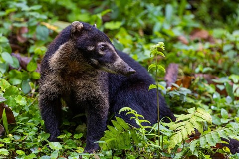 Coati (Nasua narica), Mammals (Mammalia), Alajuela, Costa Rica, Central America