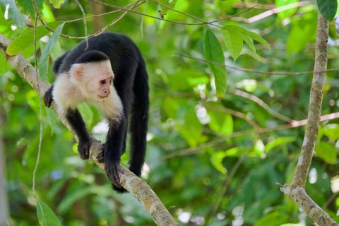 White-shouldered capuchin monkey (Cebus capucinus) Costa Rica