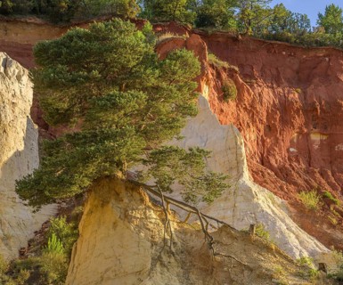 Single Aleppo pine (Pinus halepensis) and ochre rock Colorado de Rustrel, Rustrel, Département