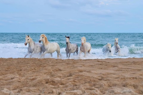 White Camargue horses galloping through the shallow sea water on a sandy beach under a cloudy sky,