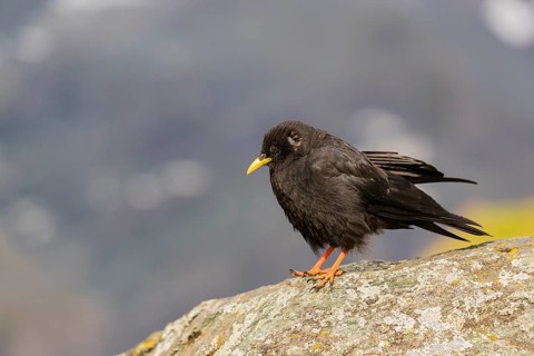 One young Alpine chough or yellow-billed chough (Pyrrhocorax graculus) stands on a rock in the