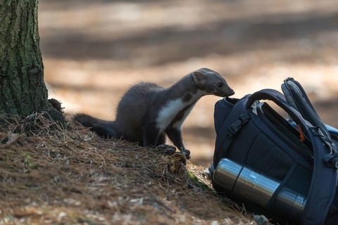 One beech marten (Martes foina) examine a backpack for food