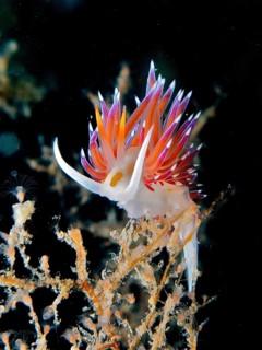 Impressive, brightly coloured nudibranch, migratory thread snail (Cratena peregrina), on black