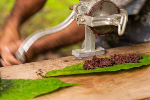 Cocoa beans are processed into cocoa mass, cocoa (Theobroma cacao), Costa Rica, Central America
